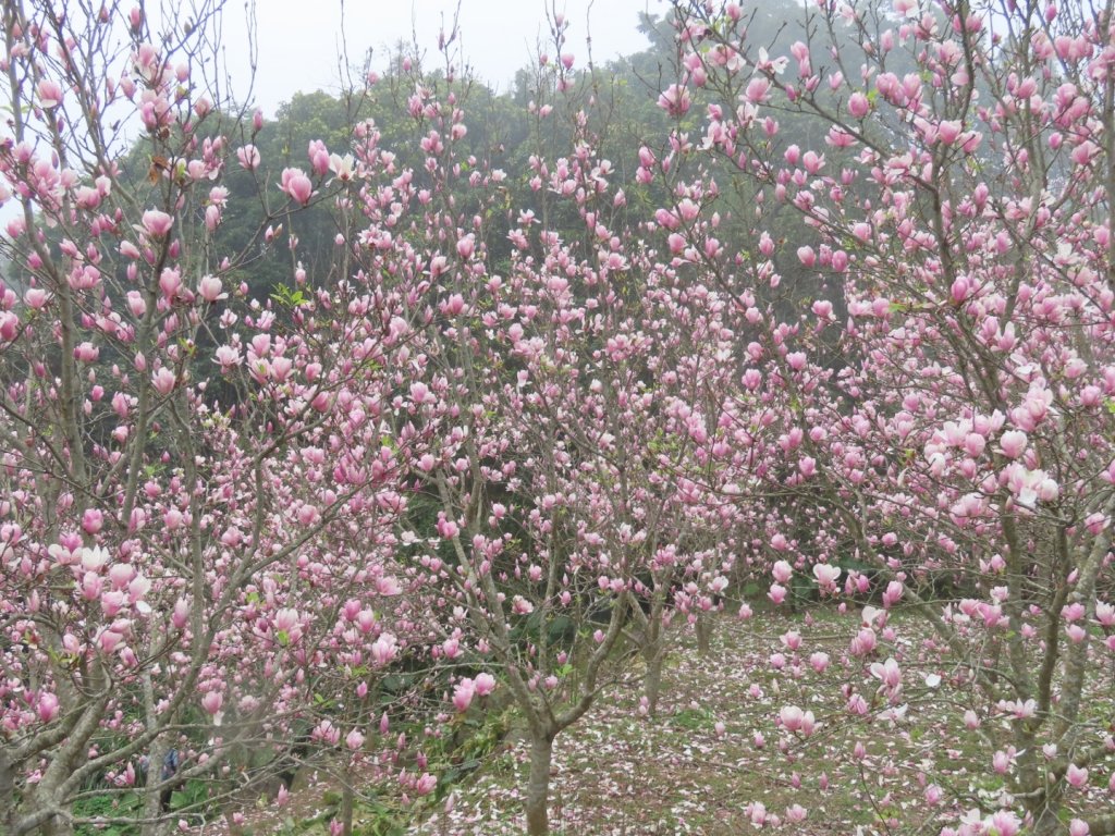 ［楓樹湖］［仙境中的木蓮花］（2024/2/17）_2433691