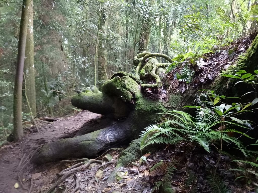 溪頭鳳凰山南鳳凰山天文台O型走+集集大山封面圖