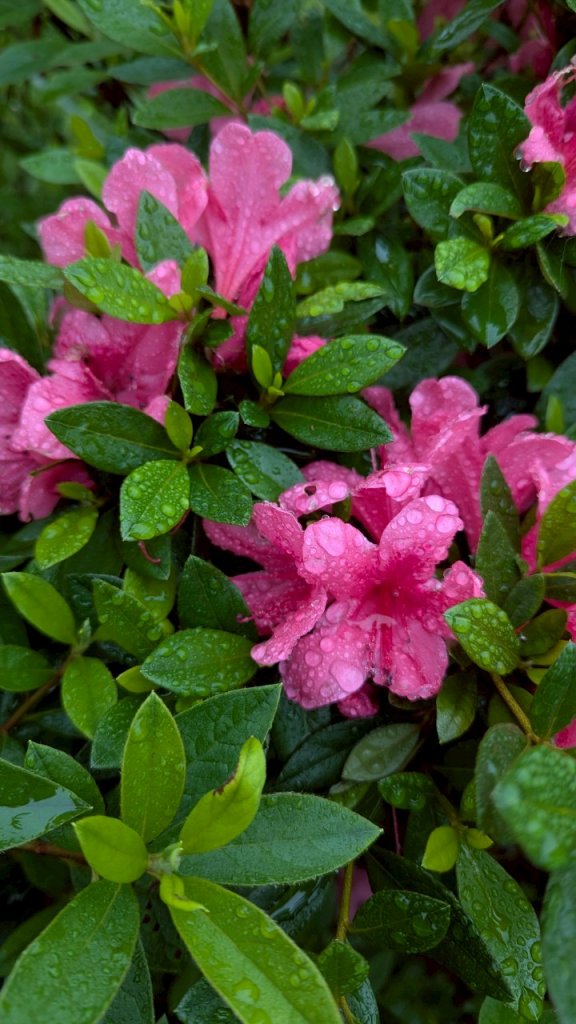 114.05.04三芝桐花步道-百年田梯步道-大鵬足湯公園_2779933