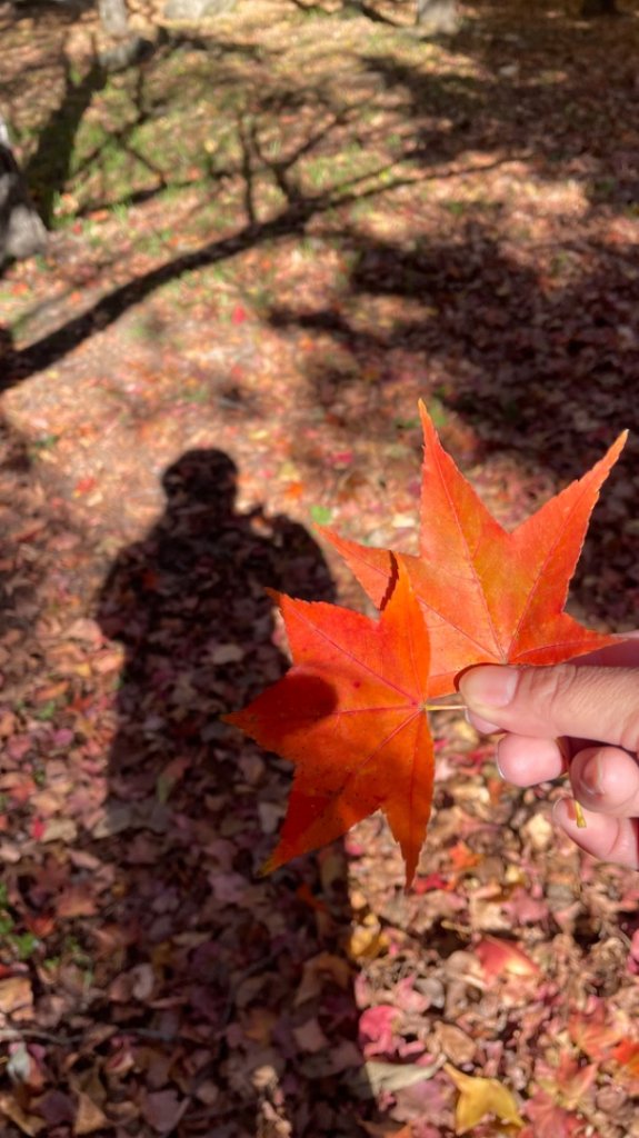 天冷上武賞楓紅黃橙橙銀杏🍁封面圖