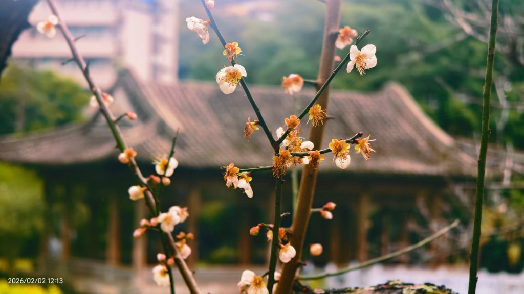 追花是簡單的快樂，賞花是恬淡的幸褔 1/29 & 2/2_2992083