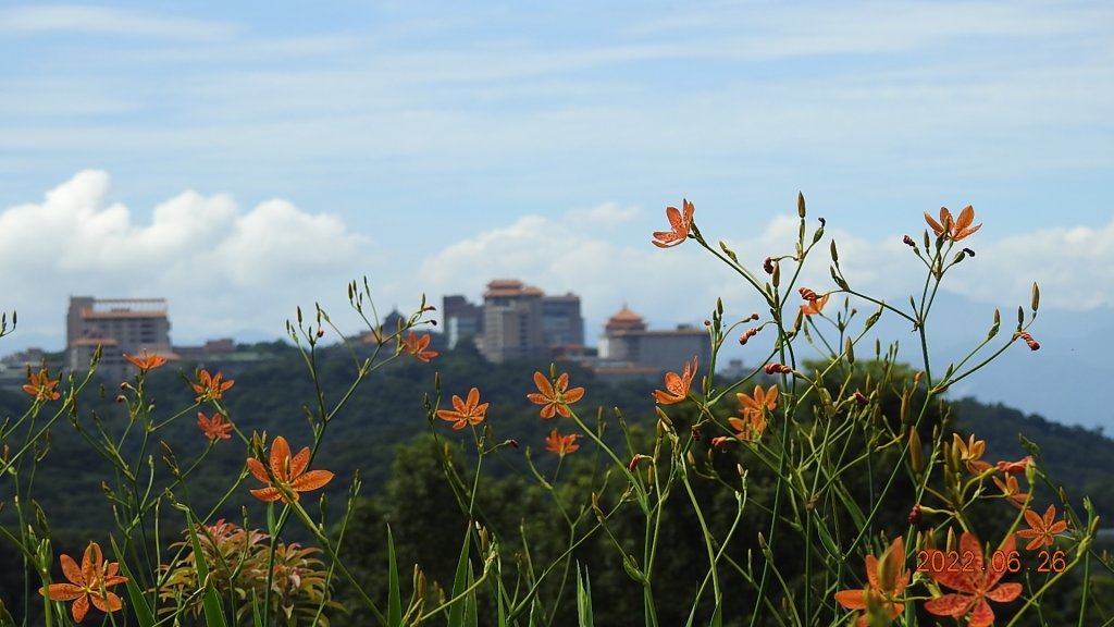 雲山水花鳥蝶-天龍國阿伯的日常6/25&26_1744952