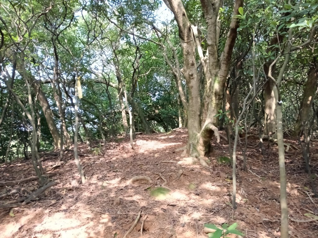 貢寮區新厝山+澳底尖(火炎山)+美艷山+金沙灣_2989676