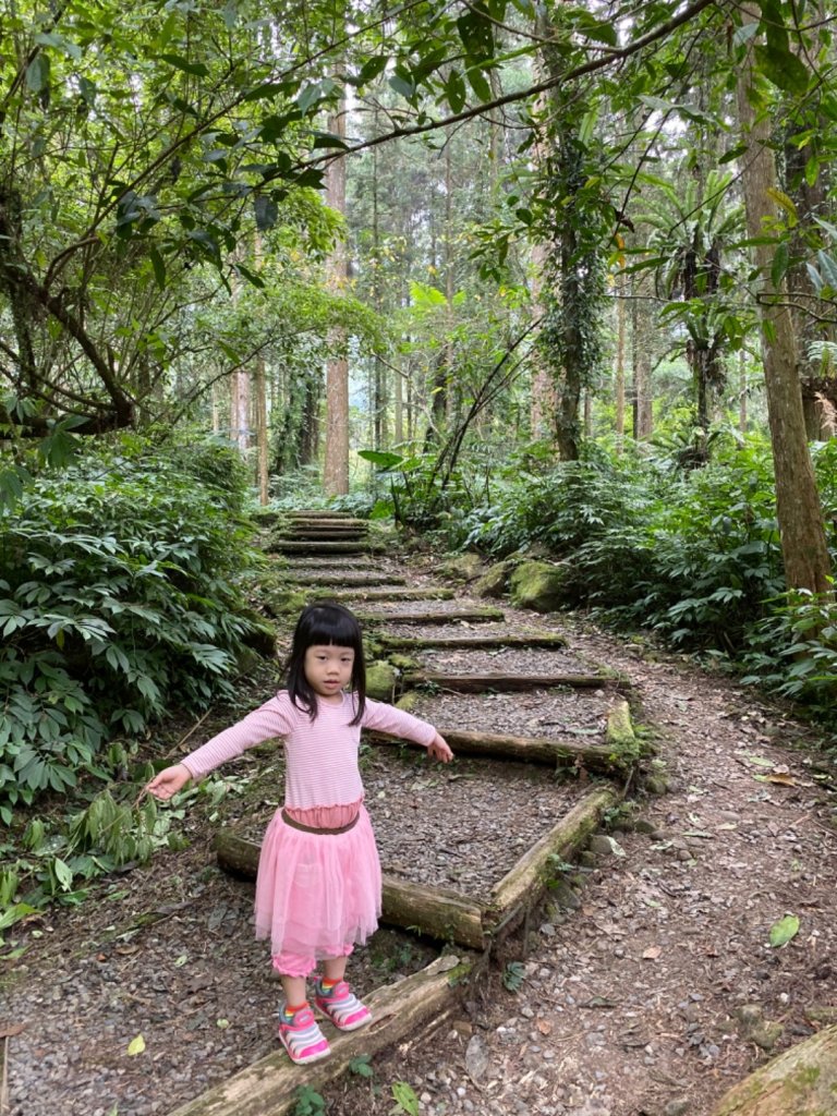 20191109貓仔們之溪頭森林步道探索_757175