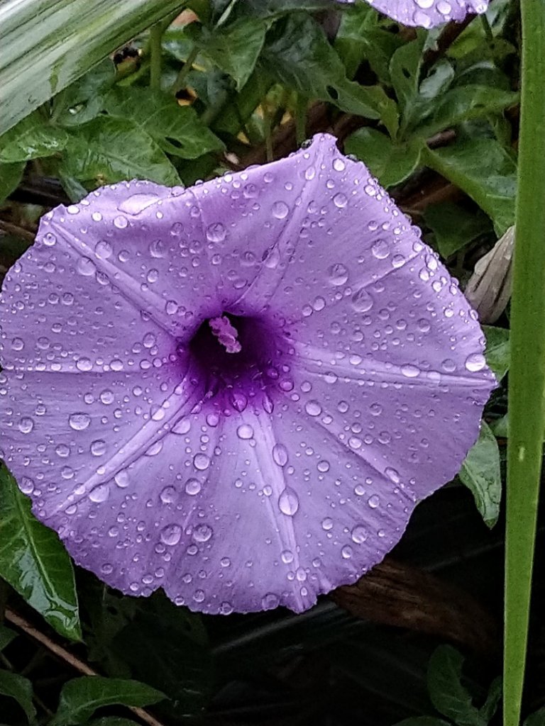 嶺腳寮山、望谷瀑布、靈巖寺滴水觀音O走_1104478