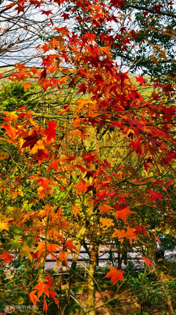 #花卉試驗中心 #永公路500巷 #平菁街42巷 #原住民公園 #士林官邸 1/4_2980387