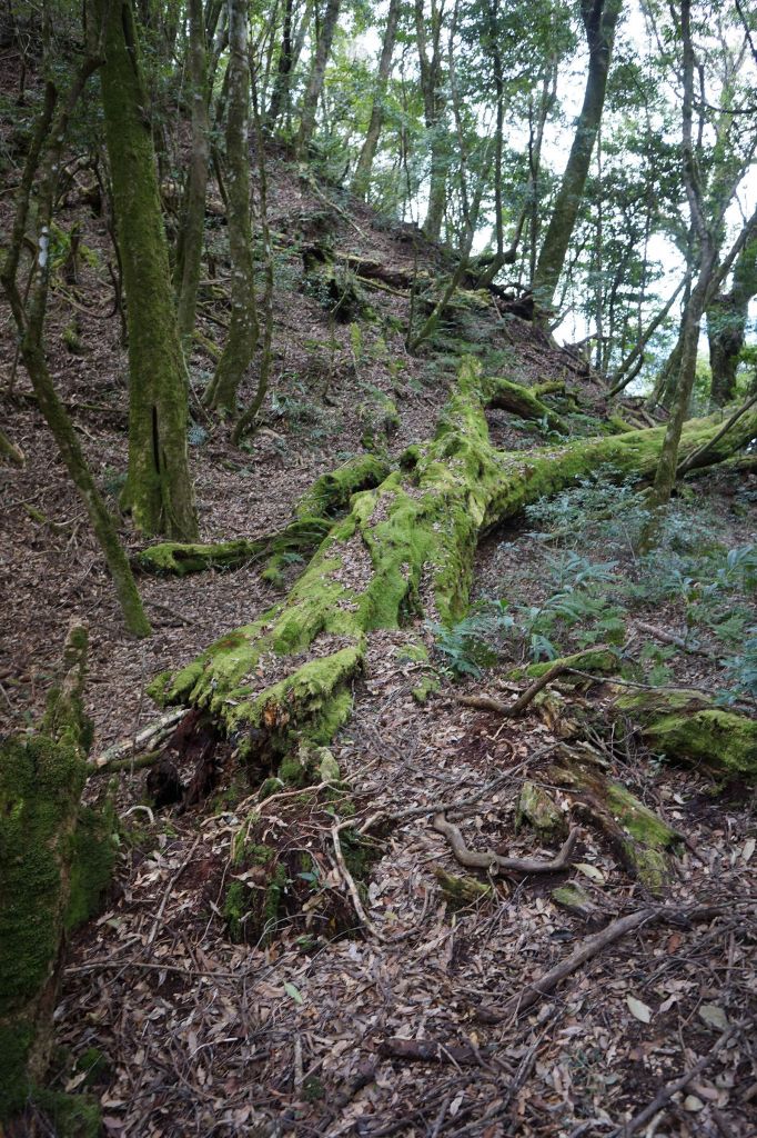 斯拉巴庫之魔幻森林- 狗年走春_282616