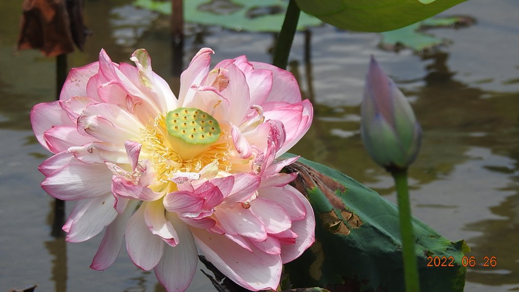 雲山水花鳥蝶-天龍國阿伯的日常6/25&26_1744994