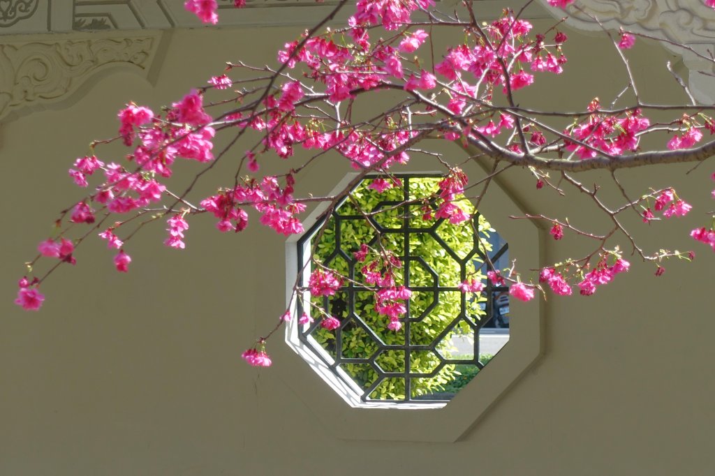 中正紀念堂賞櫻_1277179