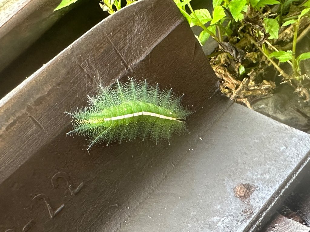 阿拔泉山、觀音石山、紅南坑山、獨立山_2650815
