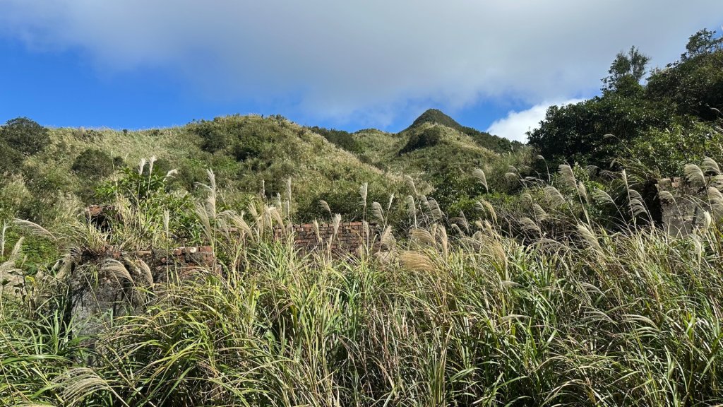黃金三稜賞芒花_2950896