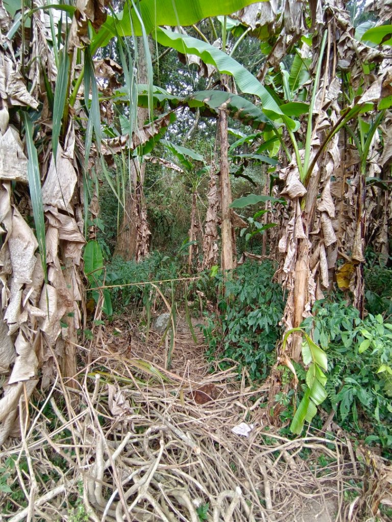 溪頭鳳凰山（米堤飯店香蕉園登山口）_2070671