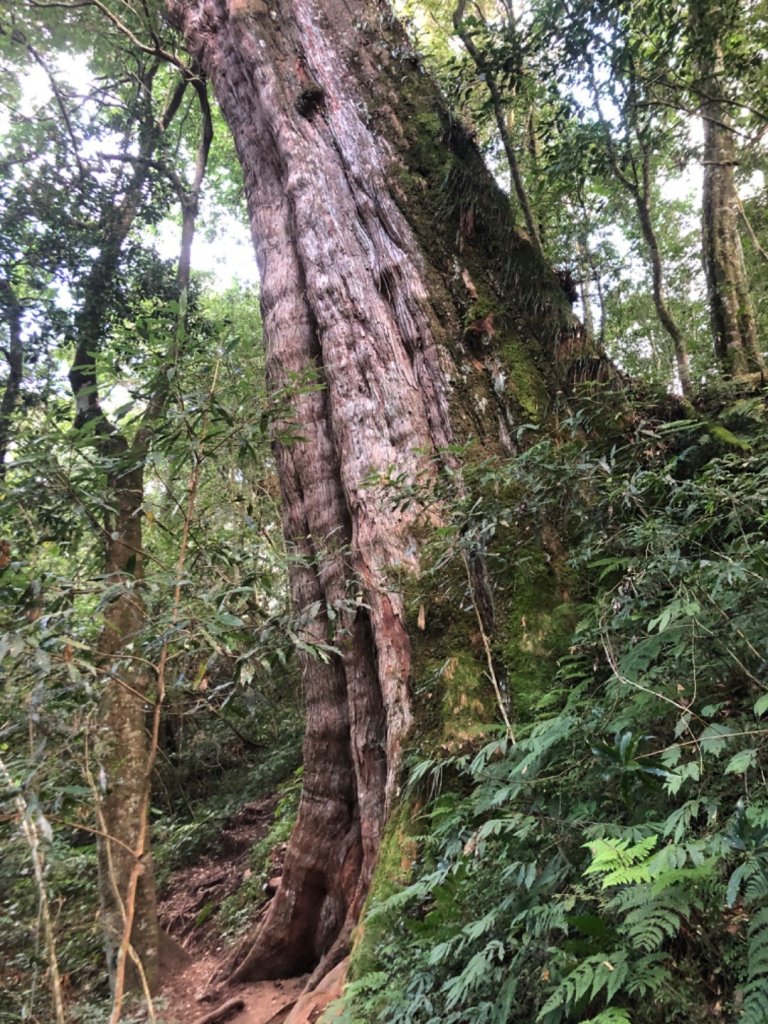 特富野古道走拉拉喀斯巨木群步道、梯子板山_1182444