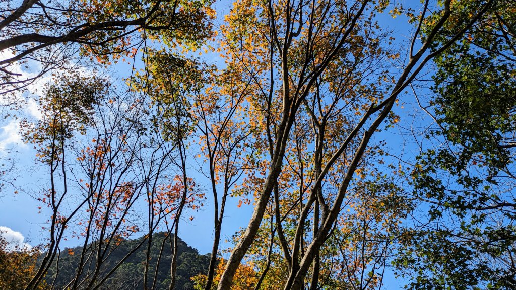 月扇湖山大岩壁,楓紅,落羽松封面圖