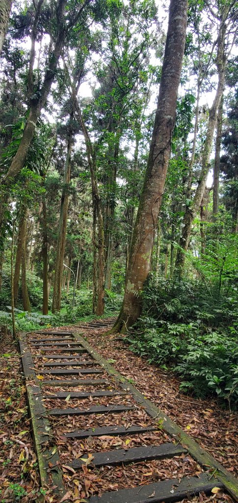 2024-05-19溪頭自然教育園區_2508026