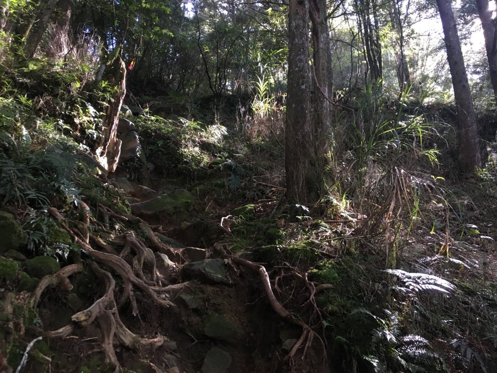 水樣森林 第一次在山裡過夜_658477