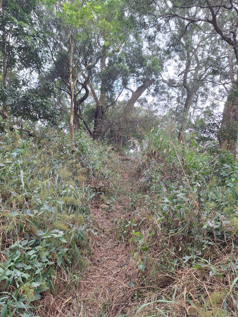 烏山嶺水利古道+鳥子嶺O型_2967520