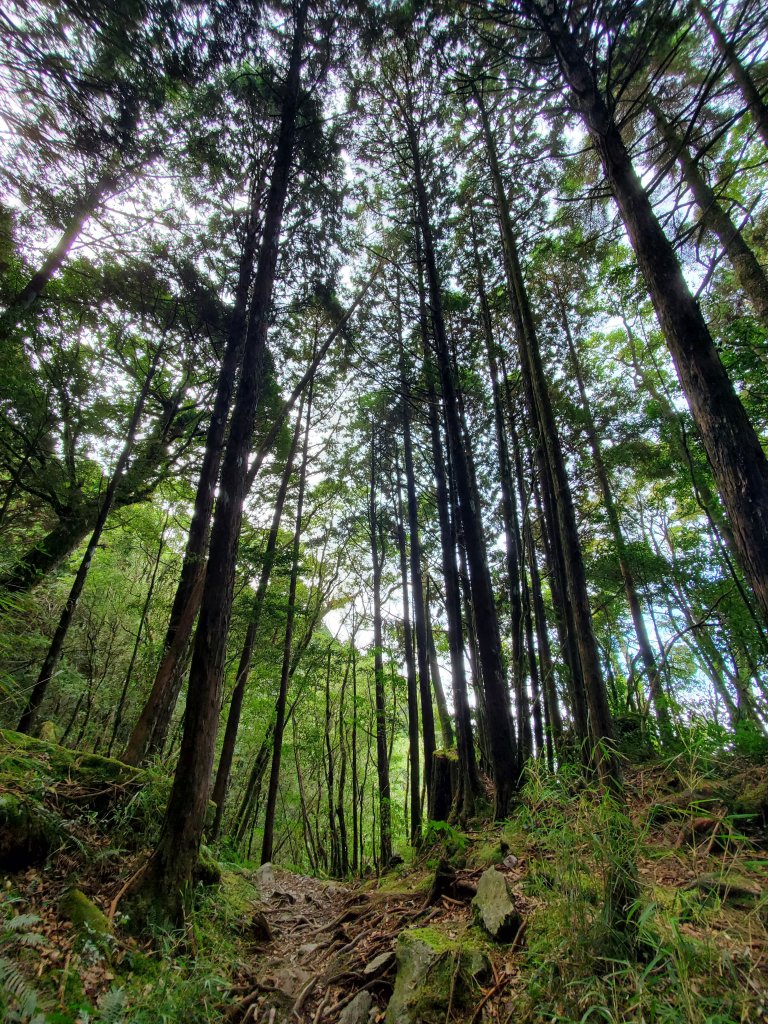 八仙山松鶴線_1170327