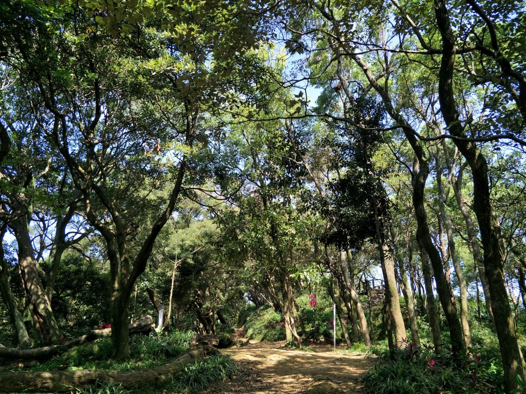 2020 03 16 樹林大棟山_881514