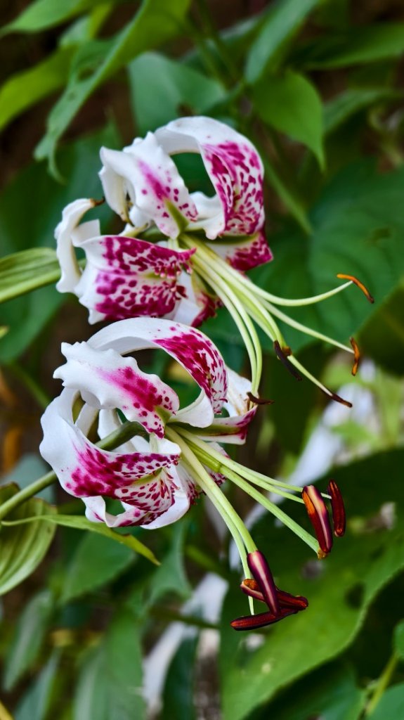 雲山水花鳥蝶-天龍國阿伯的日常 #艷紅鹿子百合 #大鳳蝶 #玉帶鳳蝶_2863940