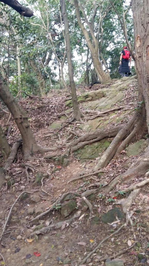 青龍嶺。大同山步道。大棟山_196117