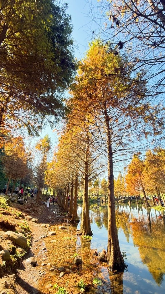 桃園大溪-花彩節🌼李騰芳古厝-月眉落雨松_2981329