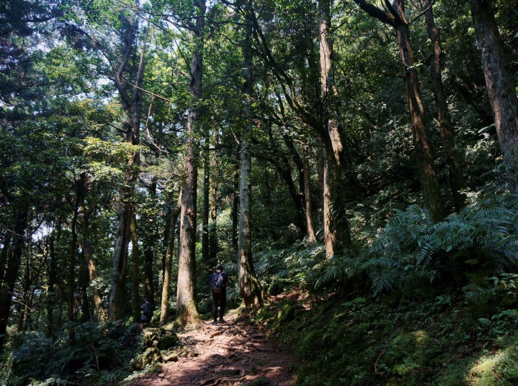 志繼山、東眼山O型_1336089