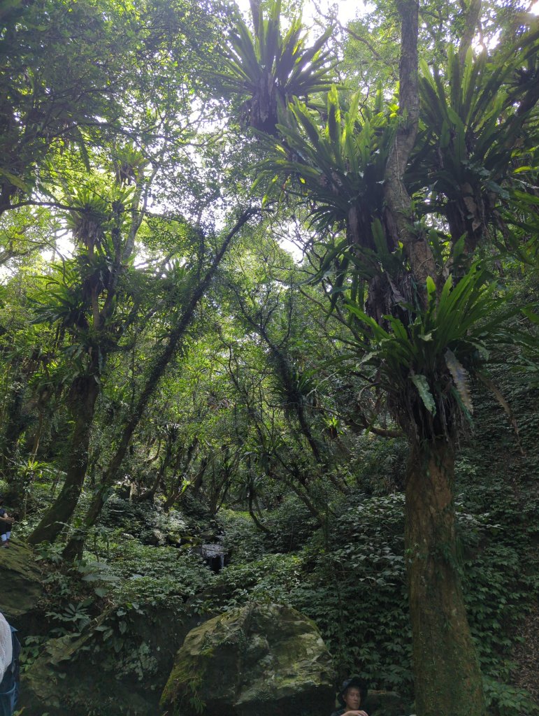 2024.07.20－抹茶山＆三角崙山，再次探訪_2555424