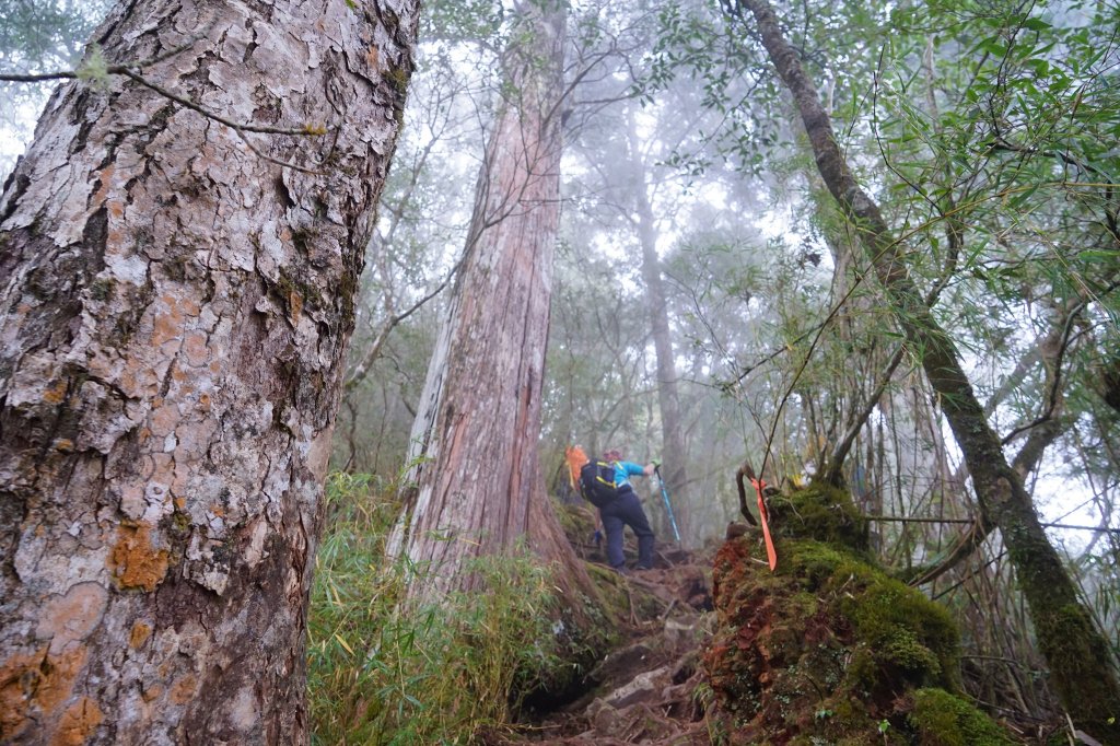 百岳單攻 | 霧淞西巒_1234153