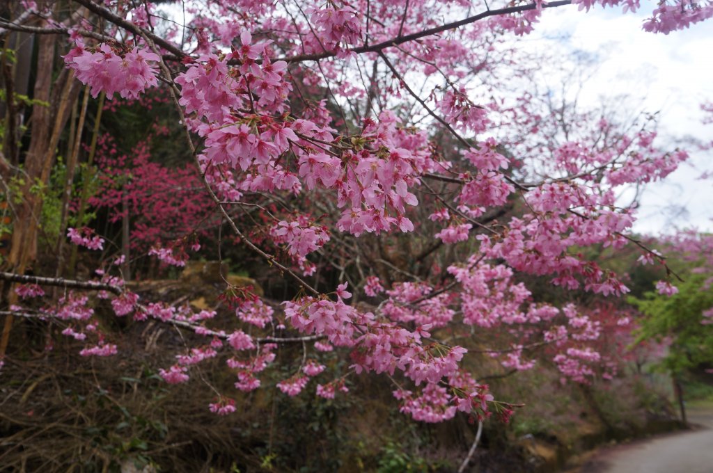 現在來石壁風景區九芎神木區賞花正是時候！_1614770