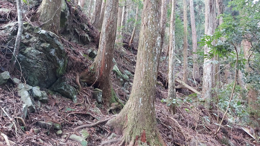 比大鳥縱走_1277897