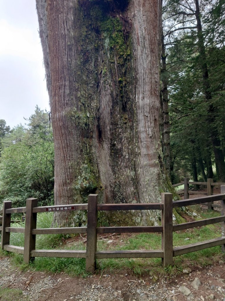 大雪山神木_2229250