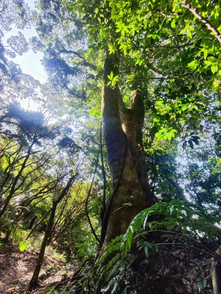 草山觀瀑吊橋-百年楓香巨木-草山水管支線-大屯瀑布-小隱潭瀑布_2982765