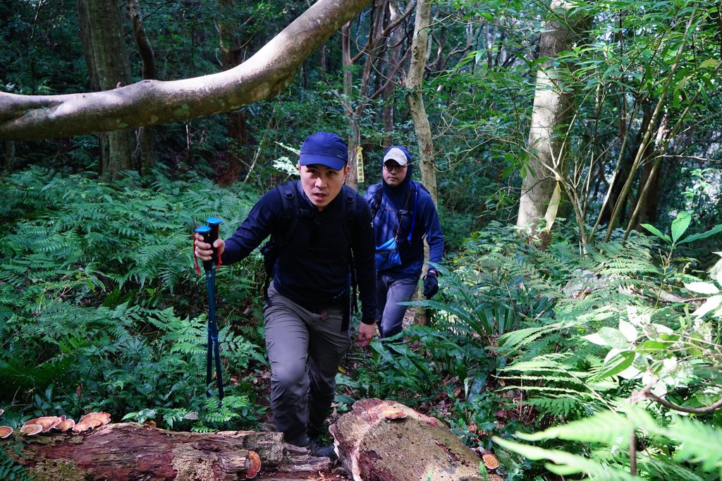 新竹關西鎮 水田林道之貴妃&那結山連走_1539683