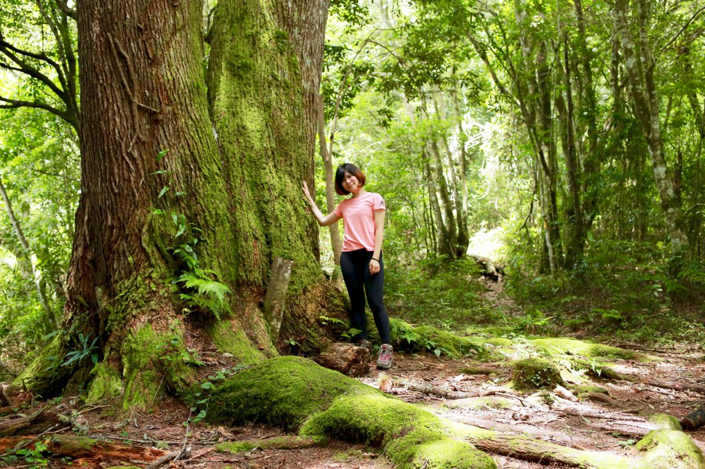 尖石鄉：屯野生台、石麻達山_672257