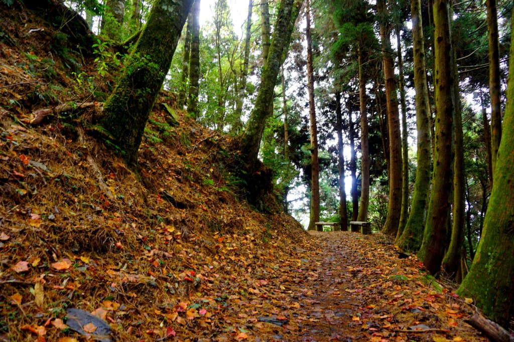 檜山巨木森林步道_481515