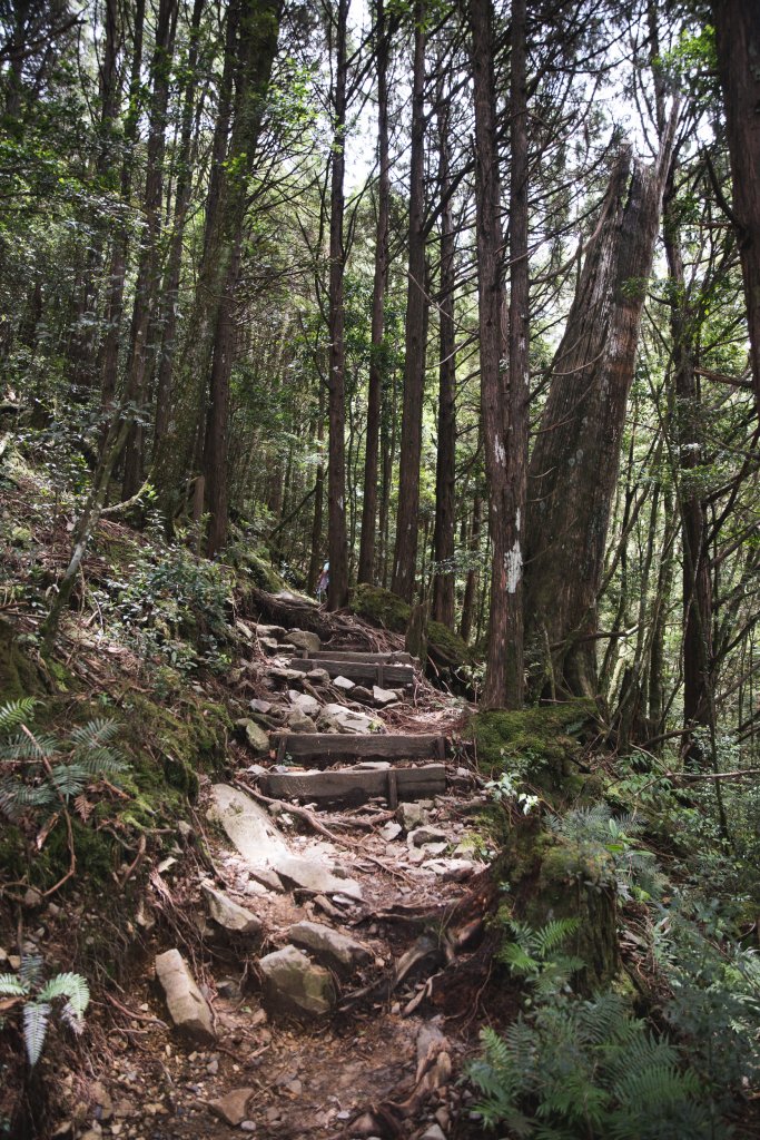 八仙山-夏日避暑好所在_631697