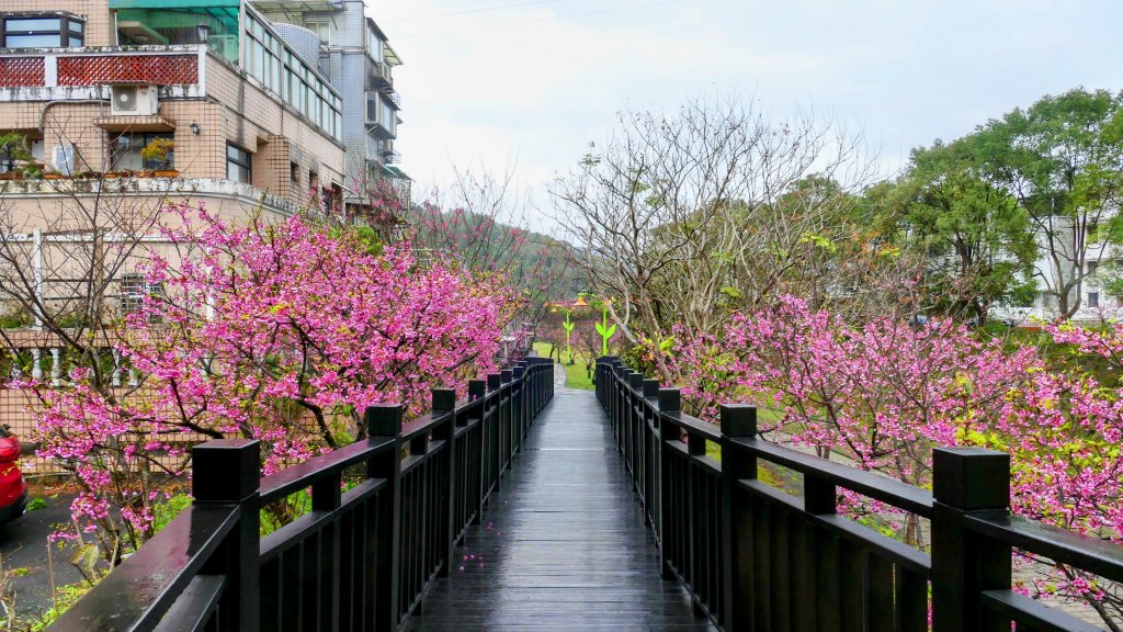 《青玉案・樂活櫻雲照水》_2709214