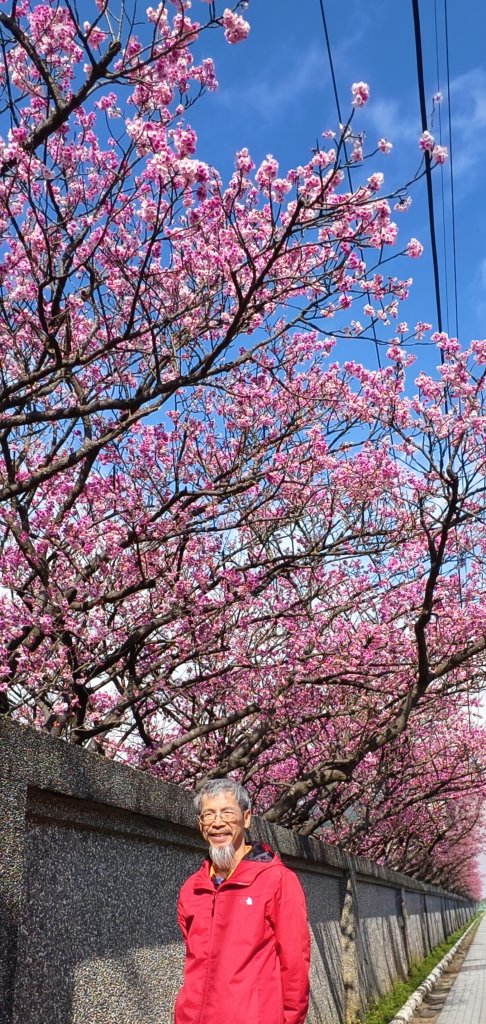 追花是簡單的快樂，賞花是恬淡的幸褔 1/29 & 2/2_2990602