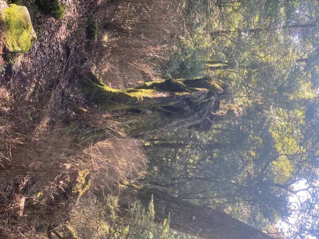 苗栗泰安-水雲三星-虎山_2612831