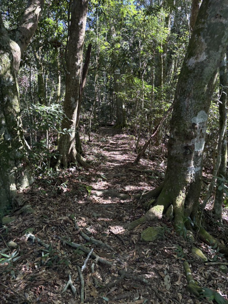 20251116鳴海山、網子山登山步道_2938437