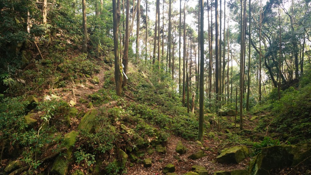 神仙縱走(仙山至神桌山)_1252519