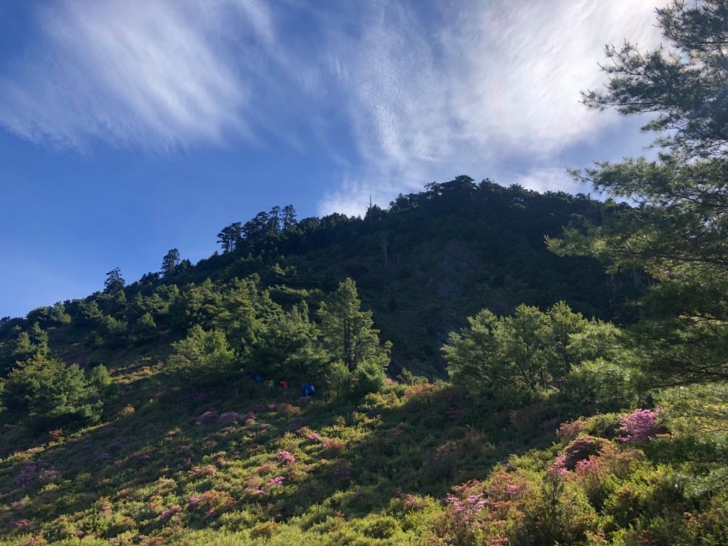 雪山西稜+大安溪神木_636513