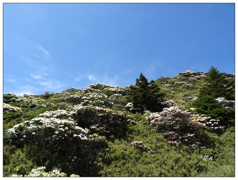 石門山/杜鵑花開_1367783