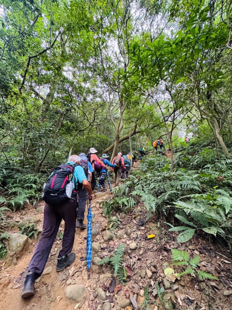 福人登山步道走大北坑小楊梅 O繞封面圖