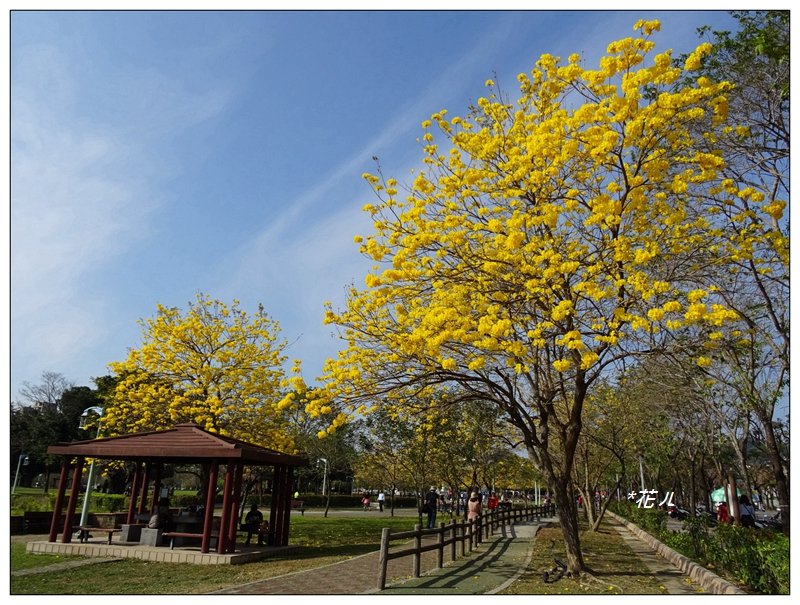 台中/廍子公園風鈴木封面圖