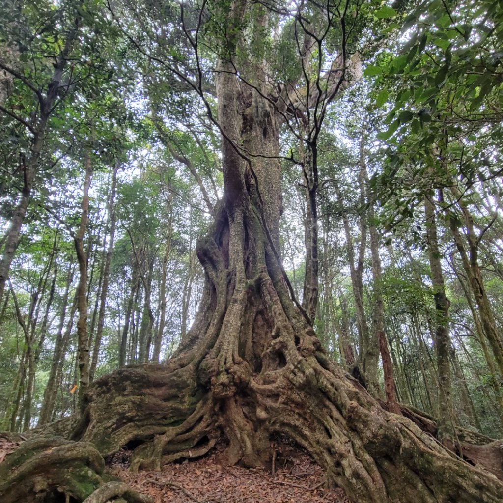 惠蓀林場小出山登山步道_1854386