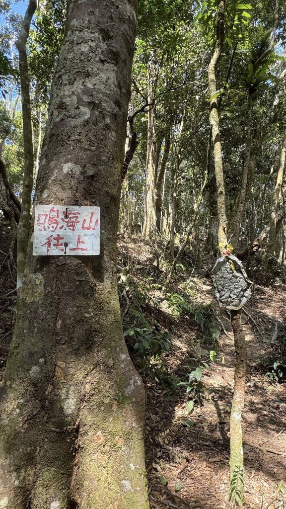 20260213 小百岳鳴海山_3002948