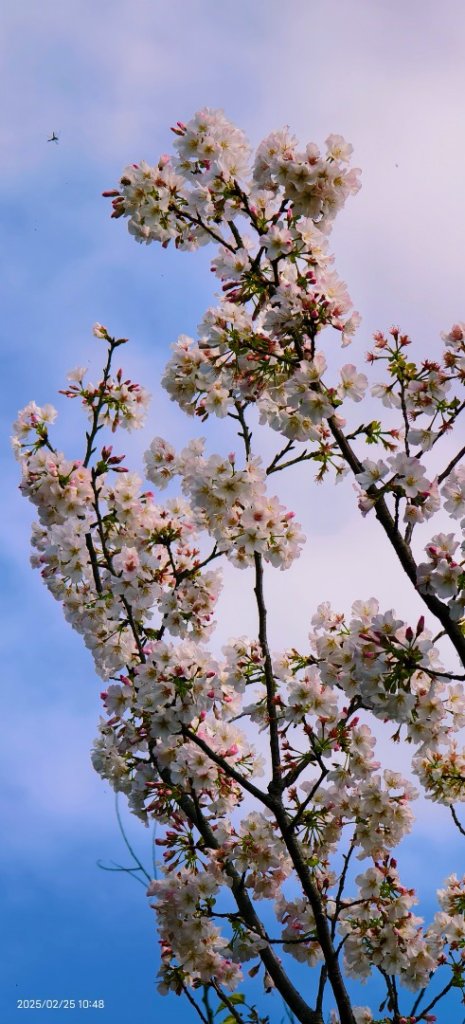追花是簡單的快樂，賞花是恬淡的幸褔 2/25_2720143