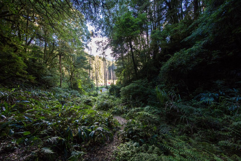 水樣森林 第一次在山裡過夜_659682